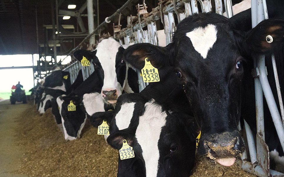 Daily Feeding Guide for Dairy Animals