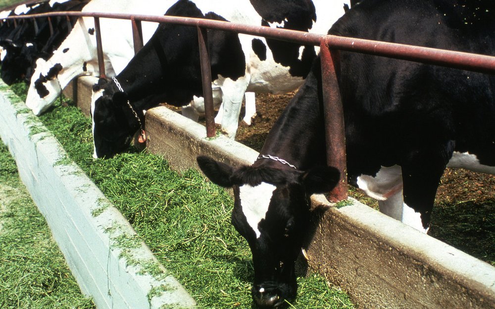 Benefits of Mineral Mixture for Animals